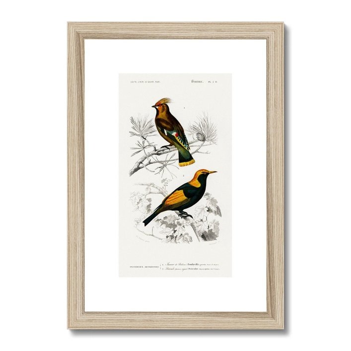 Bird Study 1A Heritage Lithograph Framed & Mounted Print - SantoLusso