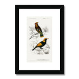 Bird Study 1A Heritage Lithograph Framed & Mounted Print - SantoLusso