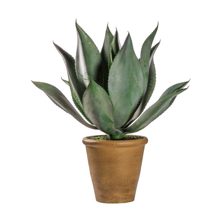 Ghedi Aloe Wide Leaf — SantoLusso®