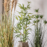 Ghedi Bamboo with 330 Leaves — SantoLusso®