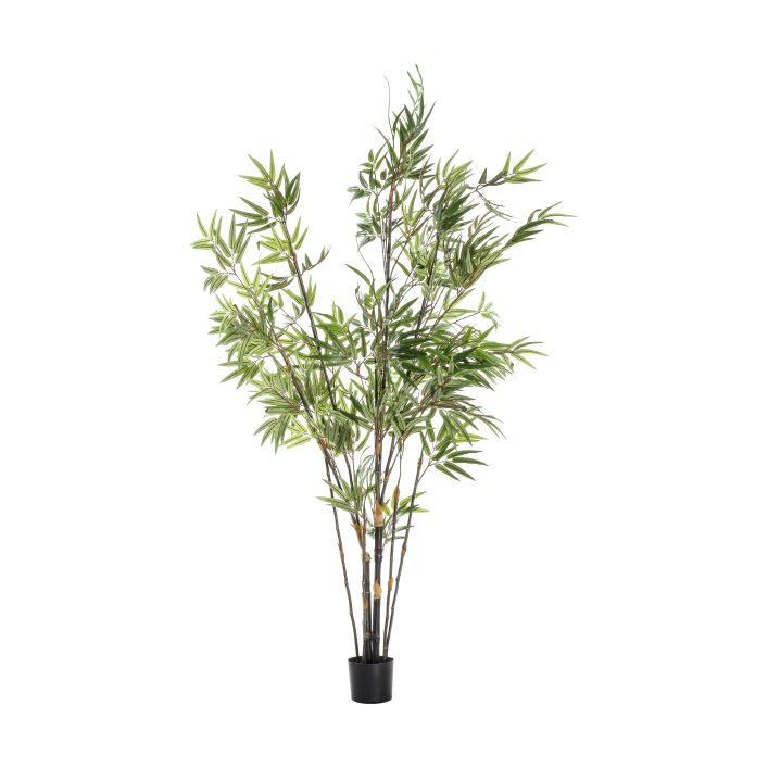 Ghedi Bamboo with 859 Leaves — SantoLusso®