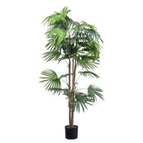 Ghedi Chinese Fan Palm Large — SantoLusso®