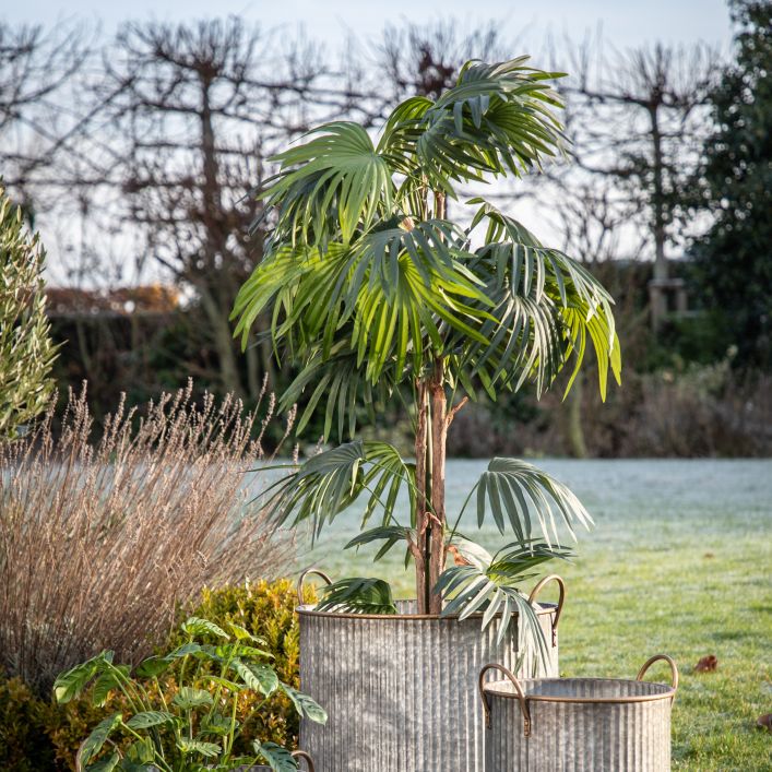 Ghedi Chinese Fan Palm Large — SantoLusso®