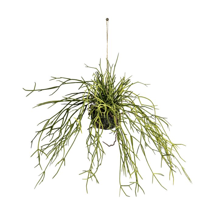 Ghedi Hanging Rhipsalis with Soil Small — SantoLusso®