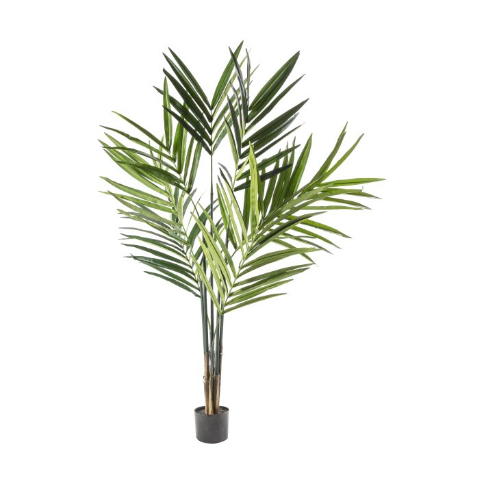 Ghedi Kentia Palm Tree — SantoLusso®