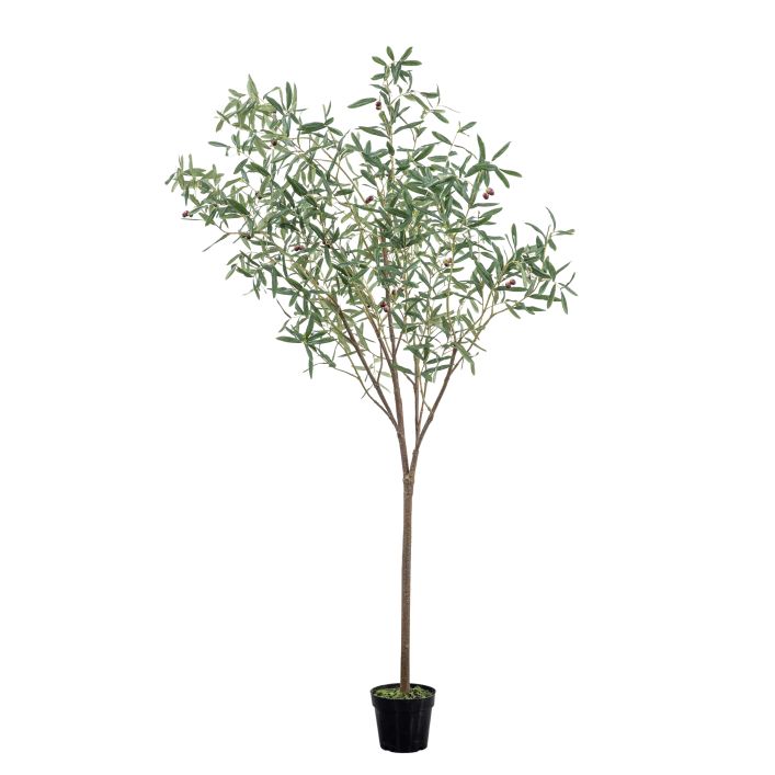 Ghedi Olive Tree Large Green — SantoLusso®