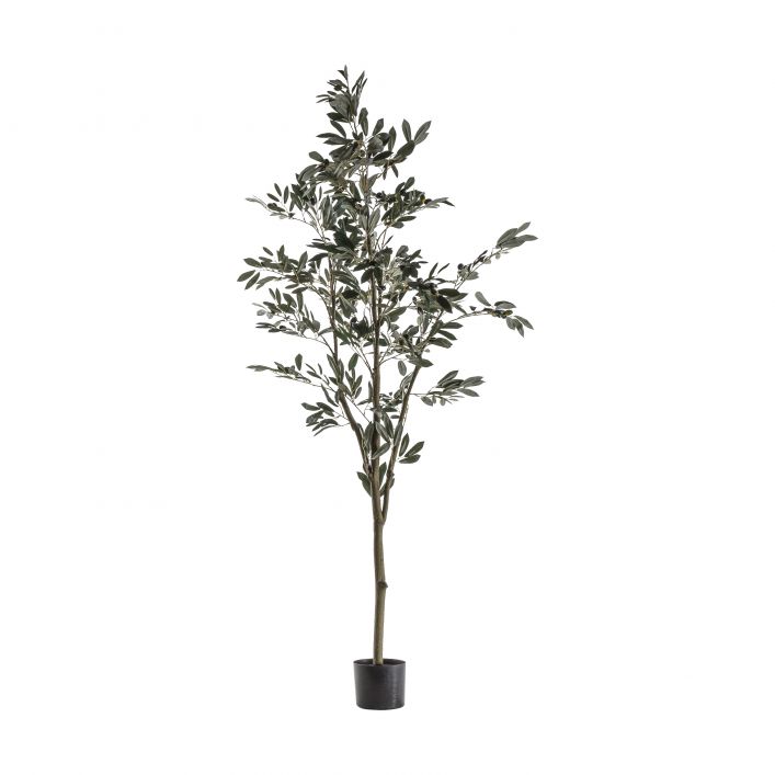 Ghedi Olive Tree Large — SantoLusso®