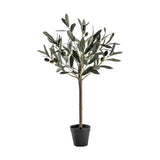 Ghedi Olive Tree Small — SantoLusso®