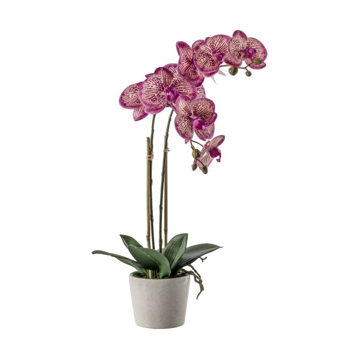 Ghedi Orchid Pink with Ceramic Pot — SantoLusso®