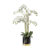 Ghedi Orchid White with Black Gold Pot — SantoLusso®