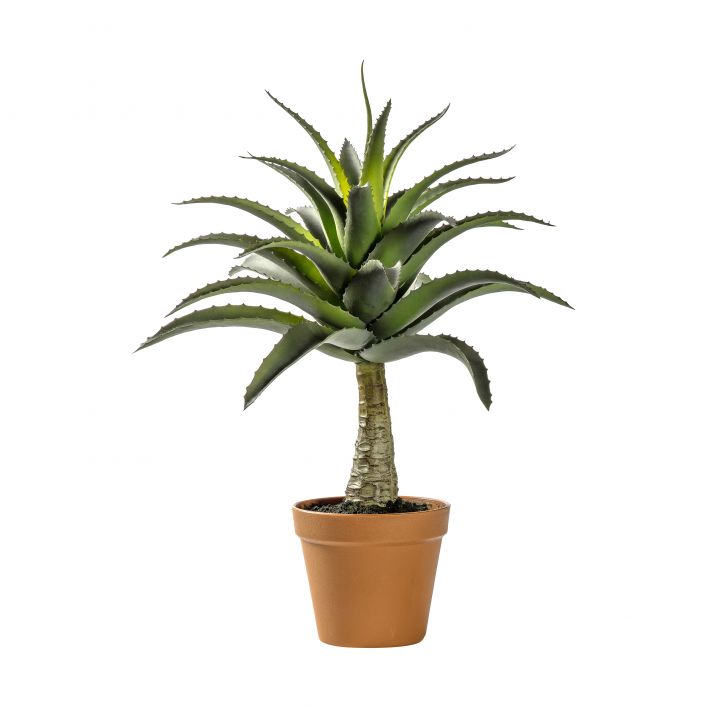 Ghedi Potted Agave — SantoLusso®