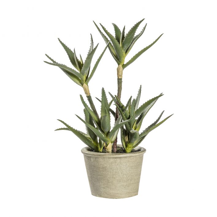 Ghedi Potted Aloe — SantoLusso®