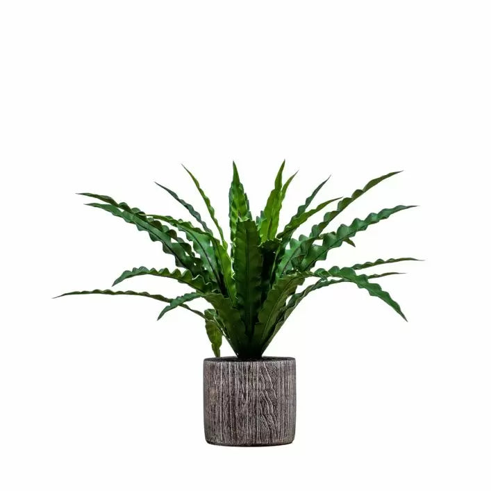 Ghedi Potted Asplenium Fern — SantoLusso®