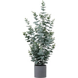 Ghedi Potted Eucalyptus Bush Green Large — SantoLusso®