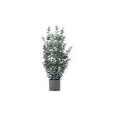 Ghedi Potted Eucalyptus Bush Green Medium — SantoLusso®