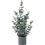 Ghedi Potted Eucalyptus Bush Green Small — SantoLusso®