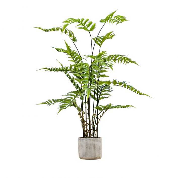 Ghedi Potted Fern in Cement Pot Large — SantoLusso®