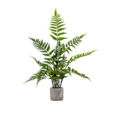 Ghedi Potted Fern in Cement Pot Small — SantoLusso®