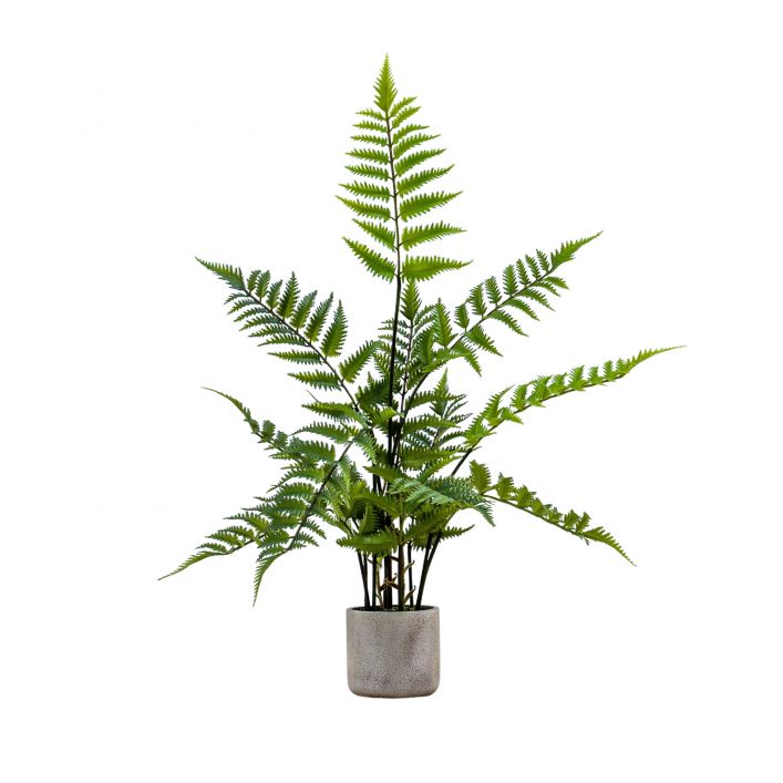 Ghedi Potted Fern in Cement Pot Small — SantoLusso®