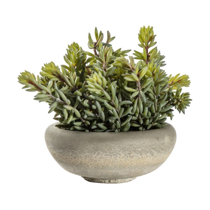 Ghedi Sedum Green with Cement Bowl Large — SantoLusso®