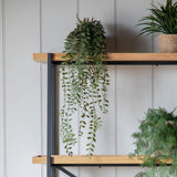 Ghedi Trailing Fern in Soil Green — SantoLusso®