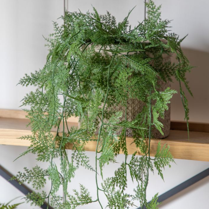 Ghedi Trailing Wood Fern in Soil Green — SantoLusso®