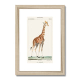 Giraffe Heritage Lithograph Framed & Mounted Print - SantoLusso