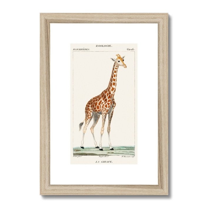 Giraffe Heritage Lithograph Framed & Mounted Print - SantoLusso