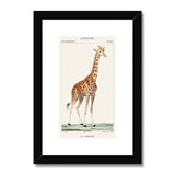 Giraffe Heritage Lithograph Framed & Mounted Print - SantoLusso